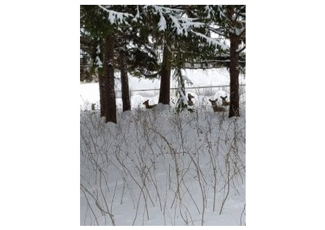 Forest Therapy Wellness Walk: Winter